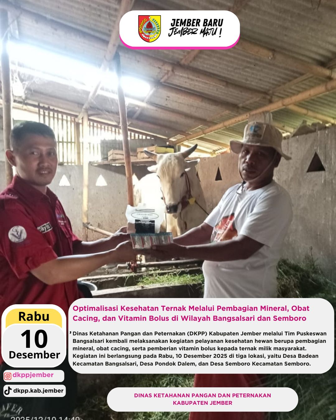 optimalisasi-kesehatan-ternak-melalui-pembagian-mineral-obat-cacing-dan-vitamin-bolus-di-wilayah-bangsalsari-dan-semboro-20251211