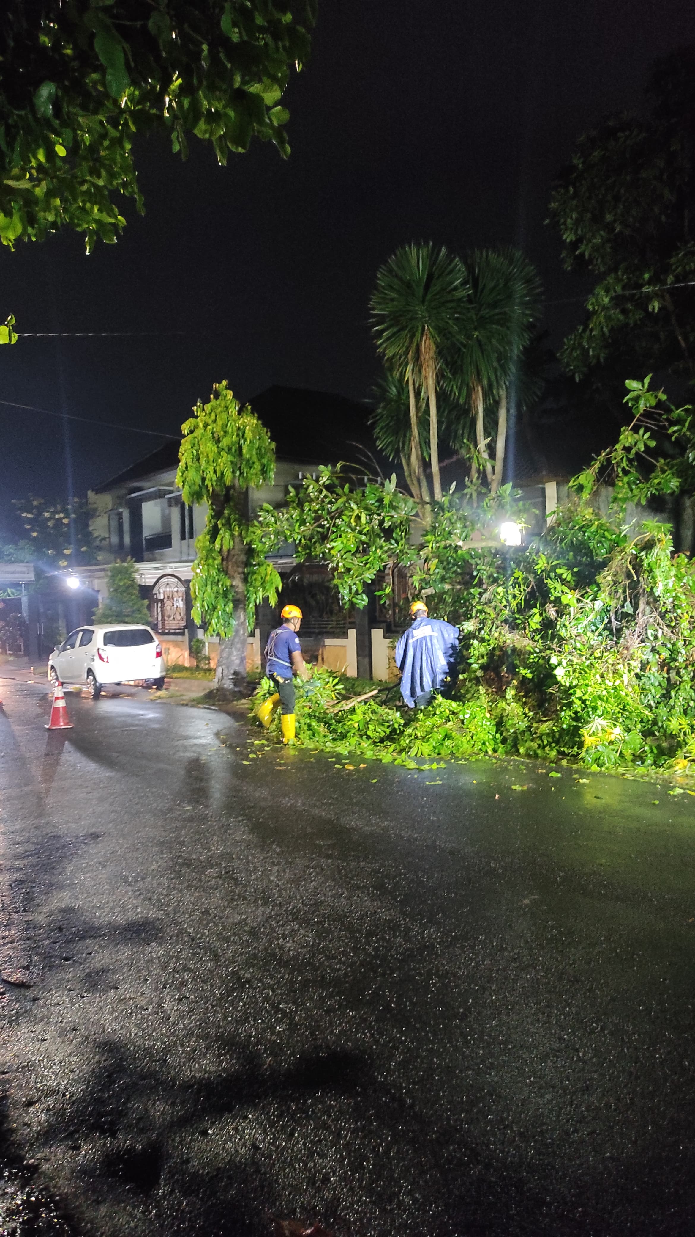 pohon-tumbang-di-jalan-wahid-hasyim-jember-sempat-ganggu-arus-lalu-lintas-berhasil-ditangani-kurang-dari-satu-jam-20260622