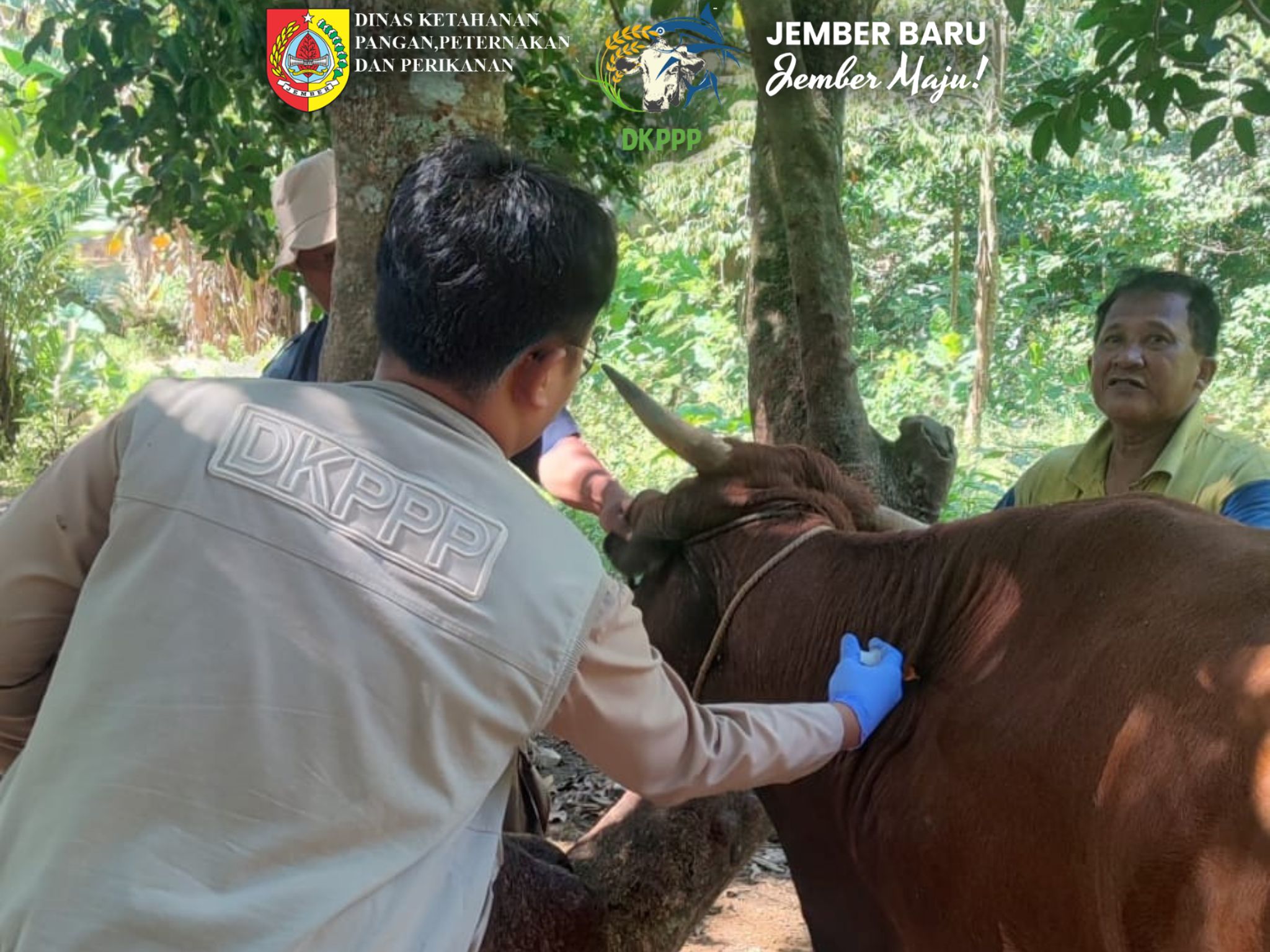 sinergi-lintas-instansi-dkppp-jember-turunkan-tim-perkuat-kekebalan-ternak-dari-ancaman-pmk-20260710