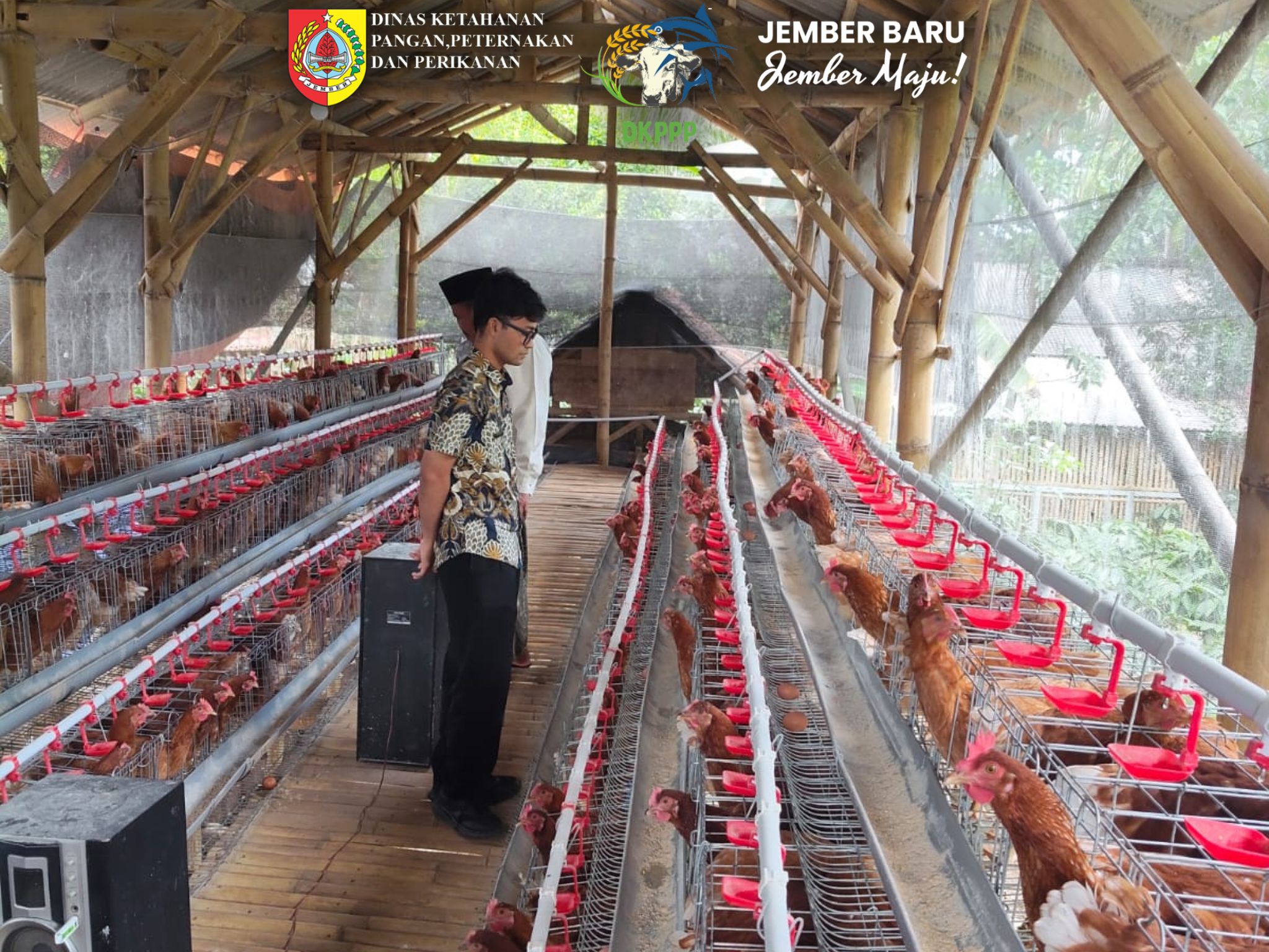 sokong-ketahanan-pangan-dkpp-jember-pacu-produktivitas-peternak-ayam-petelur-lokal-20260710