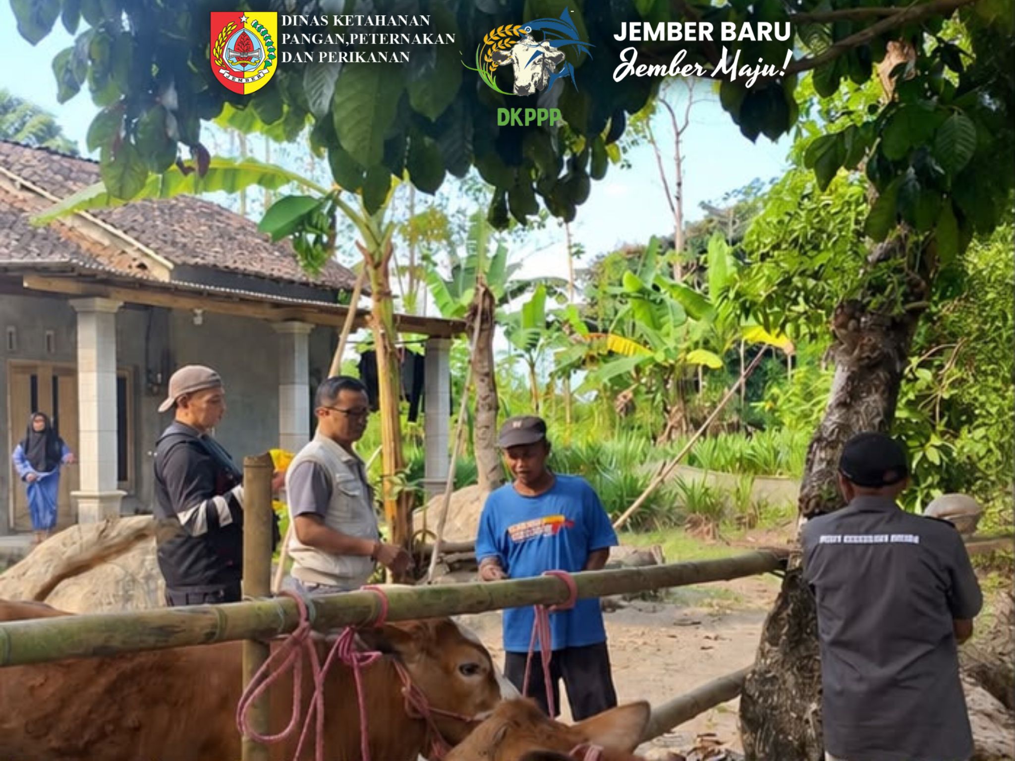 yankeswandu-dkppp-jember-layani-50-ekor-ternak-di-mumbulsari-perkuat-upaya-pencegahan-penyakit-hewan-20260710