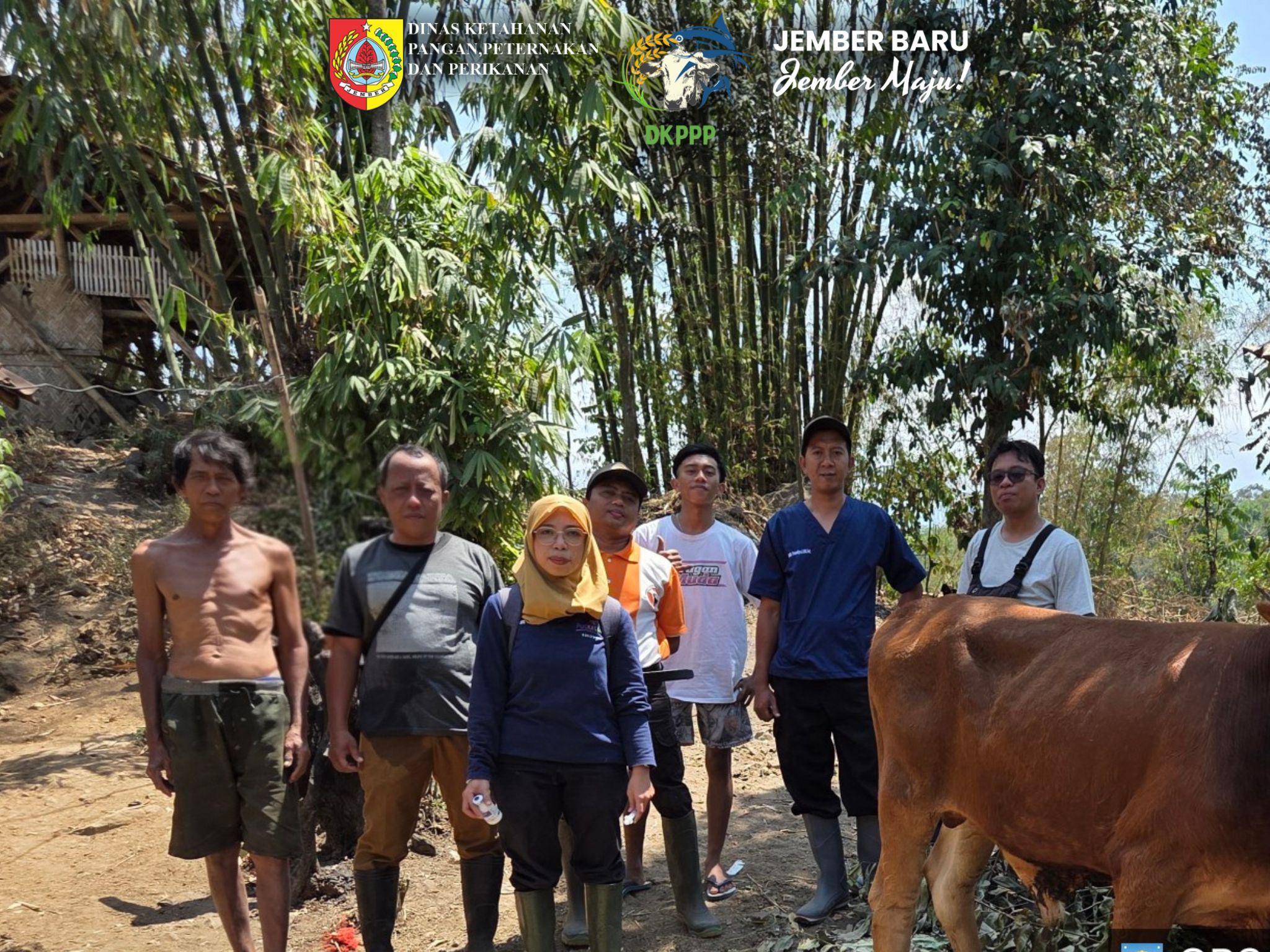 jaga-ketahanan-peternakan-dkppp-jember-perkuat-layanan-kesehatan-hewan-20260826