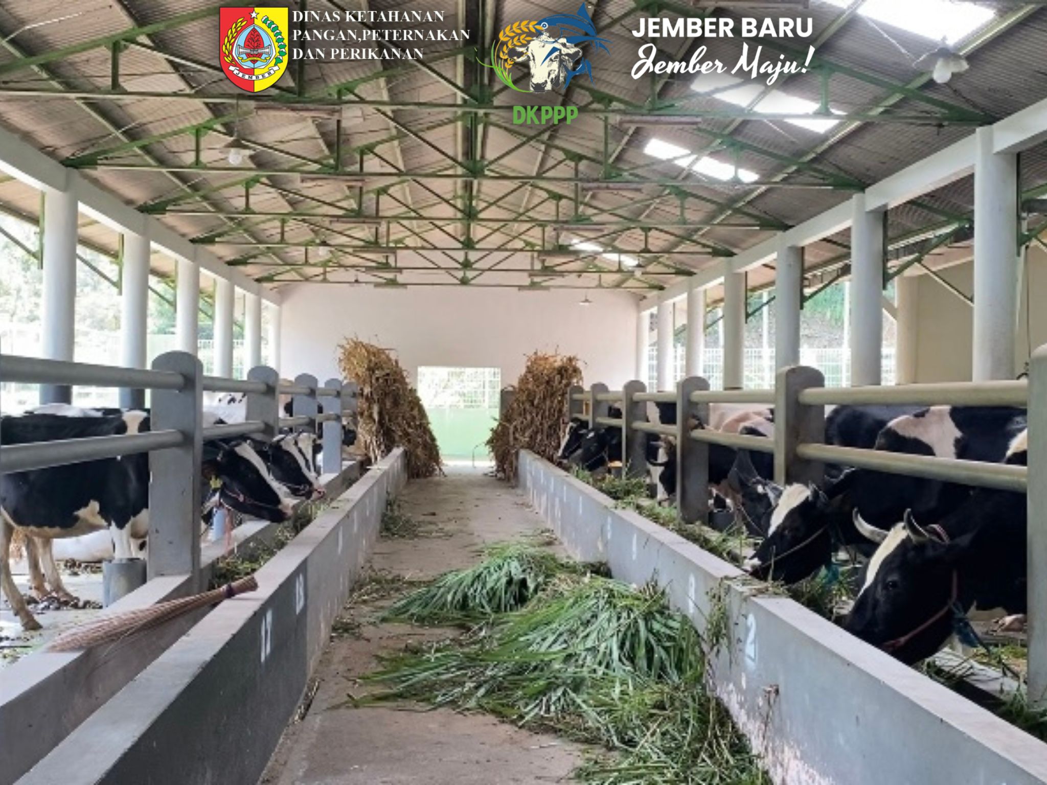 jaga-kualitas-susu-uptd-pembibitan-ternak-dan-hijauan-pakan-ternak-ketatkan-kebersihan-kandang-saat-pemerahan-20260909