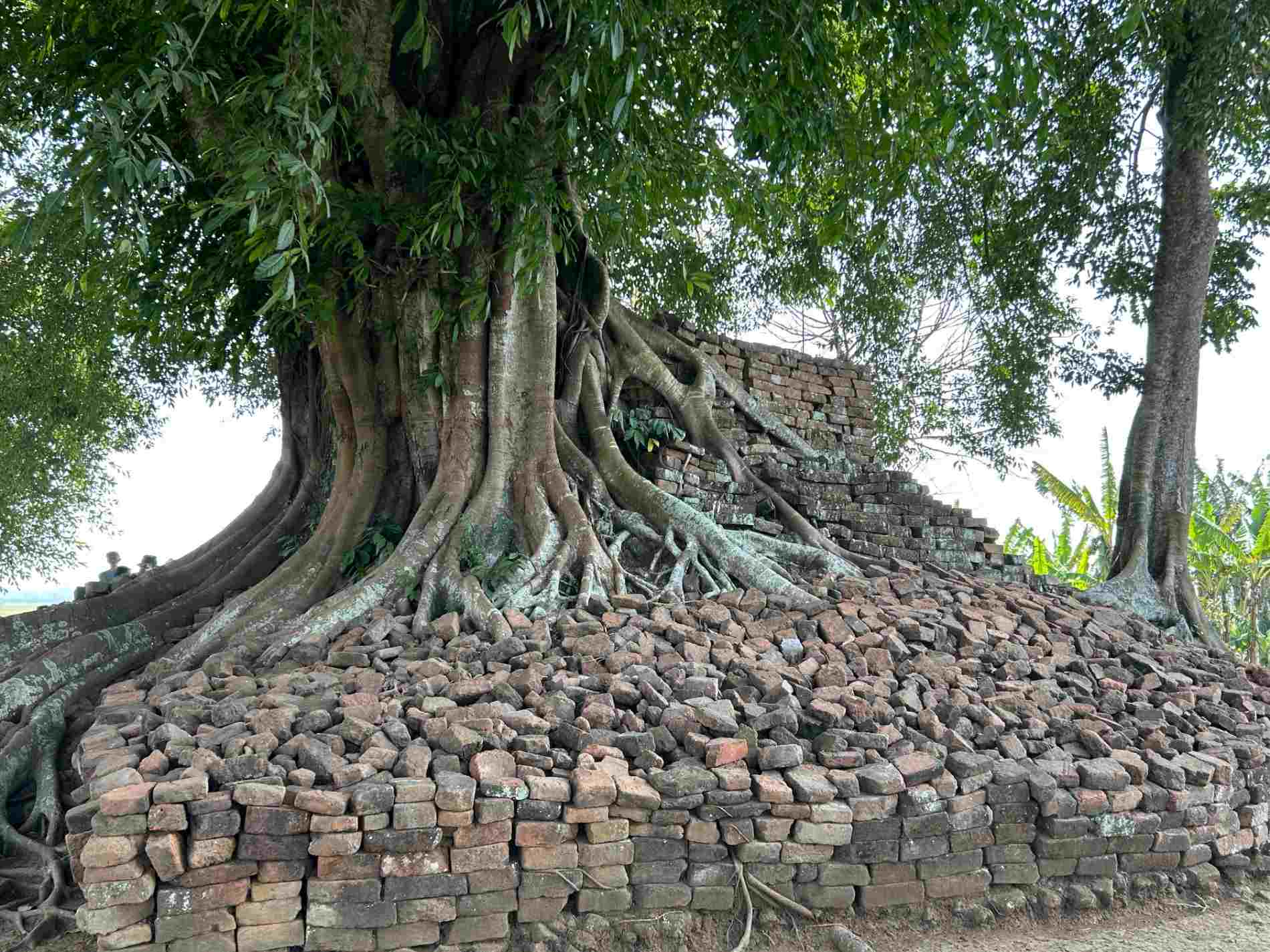 terungkap-candi-deres-jadi-bukti-jejak-hindu-siwa-di-jember-sejak-abad-14-masehi-20260927