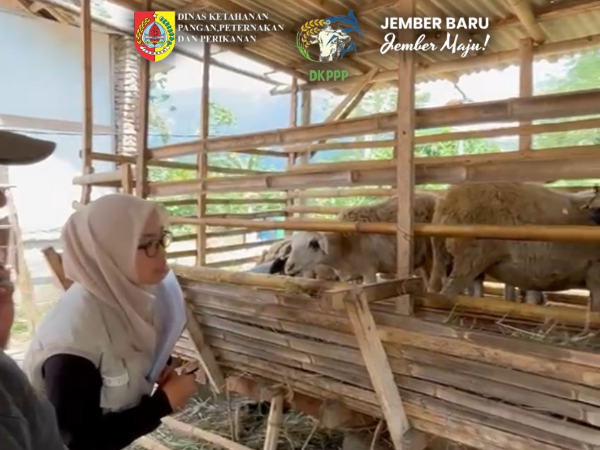 pastikan-ternak-terus-berkembang-dkppp-jember-perkuat-monitoring-dan-pembinaan-peternak-mumbulsari-20261001