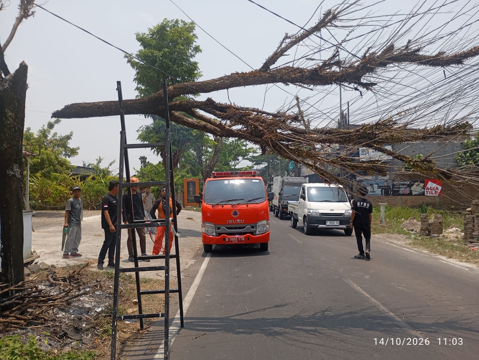pohon-akasia-tumbang-usai-terbakar-lalu-lintas-jalan-tidar-jember-sempat-macet-20261014